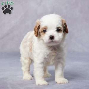 Max, Cavapoo Puppy